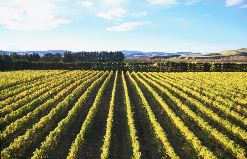 Homepage Wine in Motion Winery Main Divide Waipara New Zealand